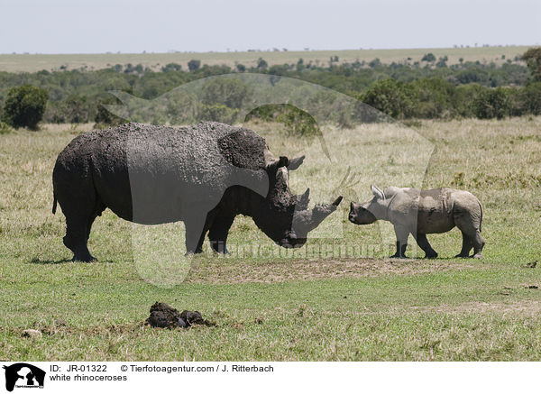 white rhinoceroses / JR-01322