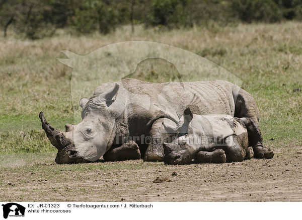 white rhinoceroses / JR-01323