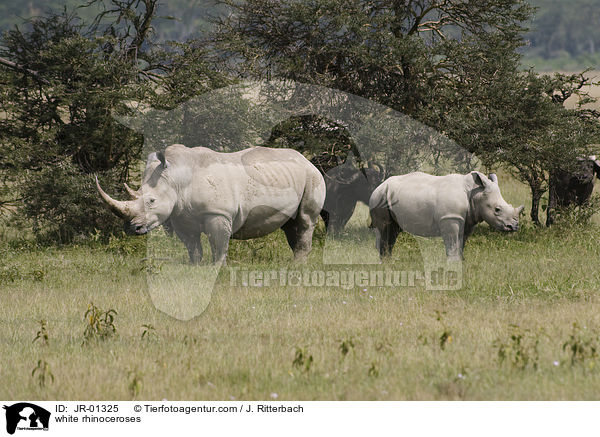 white rhinoceroses / JR-01325