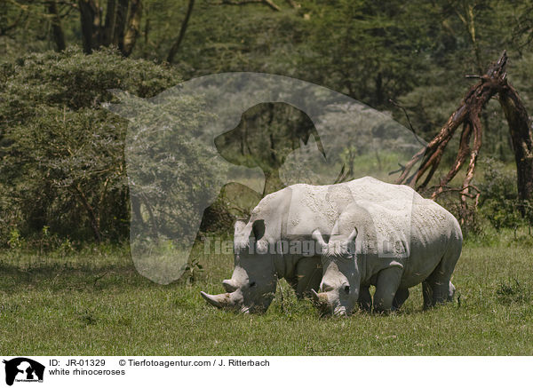 white rhinoceroses / JR-01329