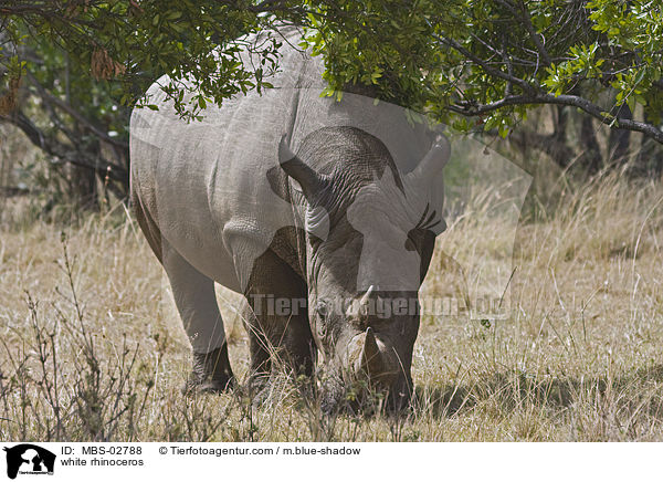 white rhinoceros / MBS-02788