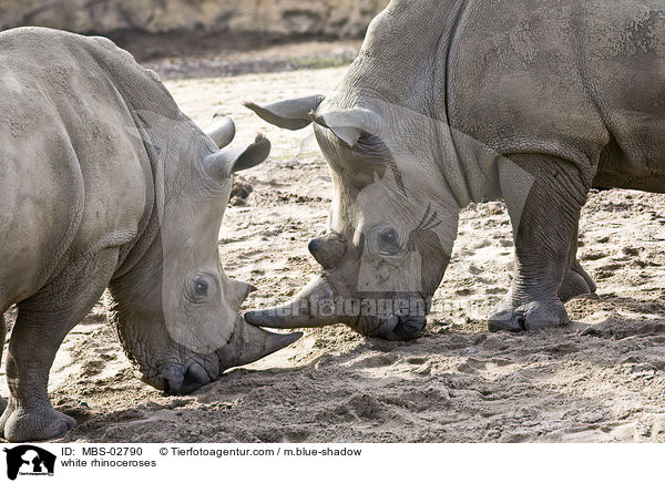 white rhinoceroses / MBS-02790