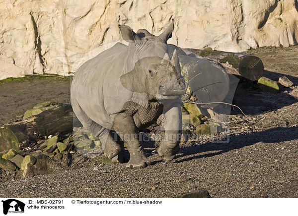 white rhinoceros / MBS-02791