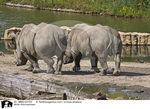 white rhinoceroses / MBS-02793