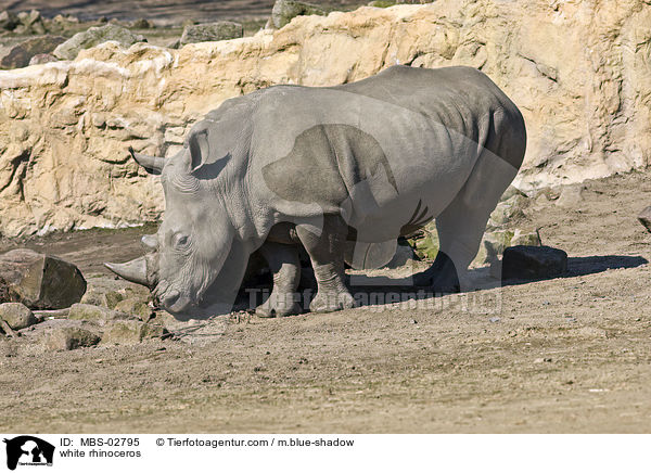 white rhinoceros / MBS-02795