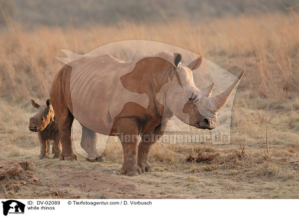 white rhinos / DV-02089