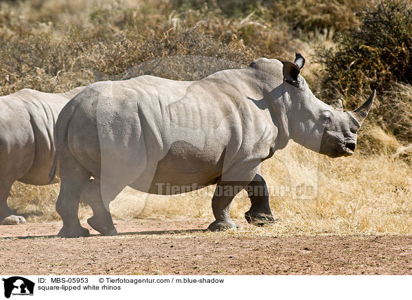 square-lipped white rhinos / MBS-05953