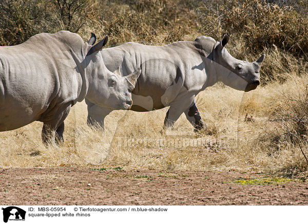 square-lipped white rhinos / MBS-05954
