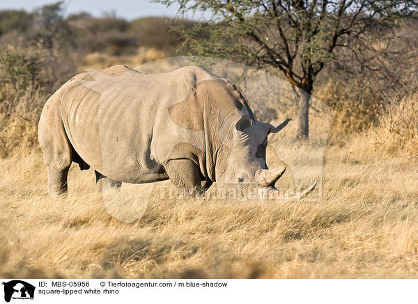 square-lipped white rhino / MBS-05956