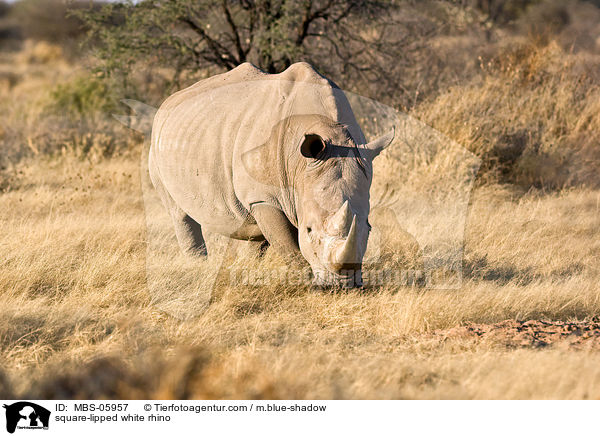 square-lipped white rhino / MBS-05957