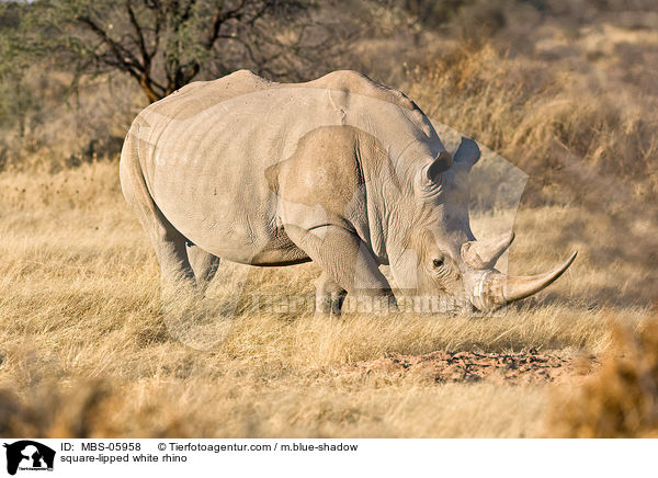 square-lipped white rhino / MBS-05958