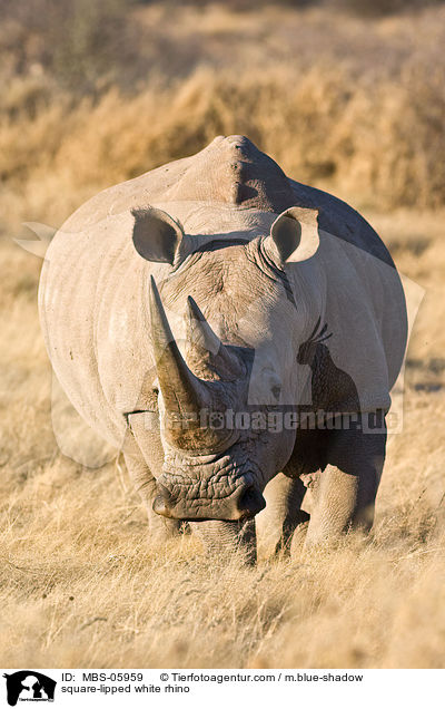 square-lipped white rhino / MBS-05959