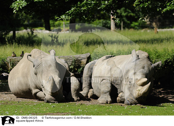Breitmaulnashrner / square-lipped rhinos / DMS-06325