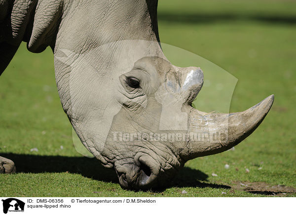 Breitmaulnashorn / square-lipped rhino / DMS-06356