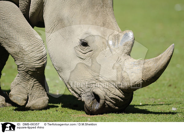 square-lipped rhino / DMS-06357