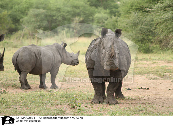 white rhinoceroses / MK-02831