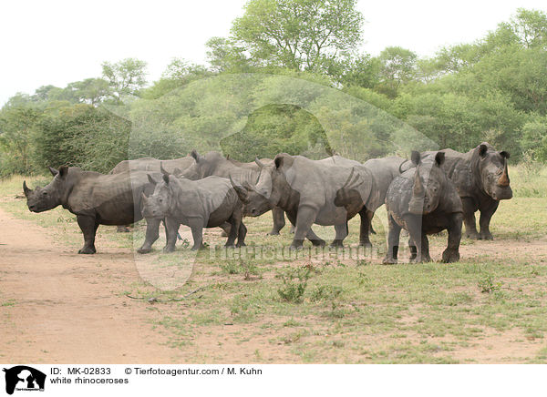 white rhinoceroses / MK-02833