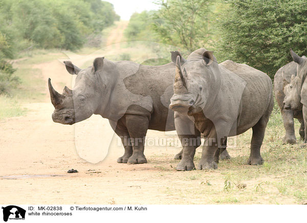 white rhinoceroses / MK-02838