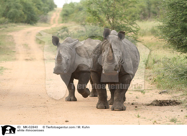 white rhinoceroses / MK-02840