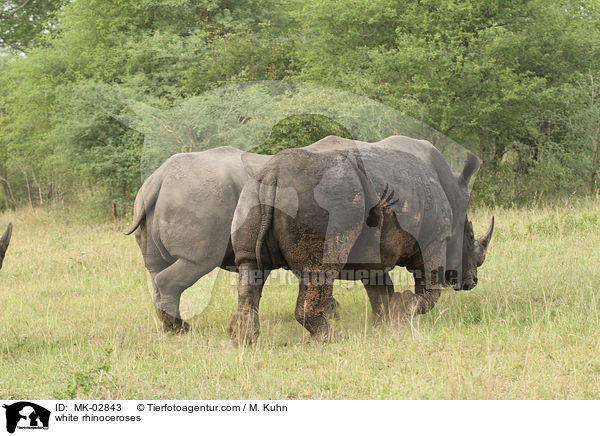 white rhinoceroses / MK-02843