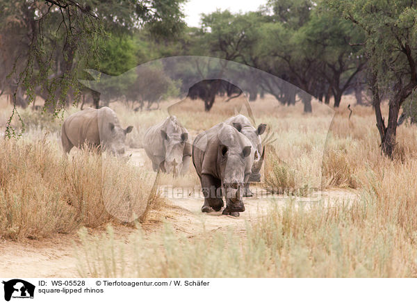 square-lipped rhinos / WS-05528