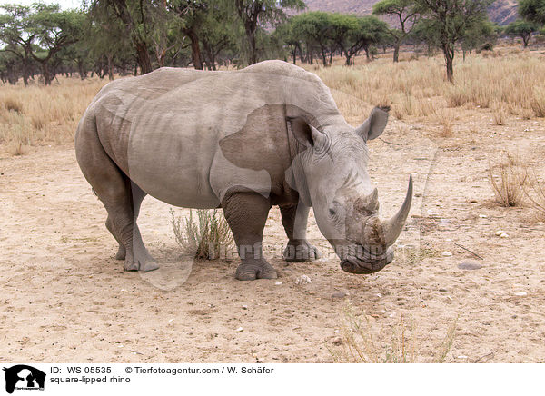 square-lipped rhino / WS-05535