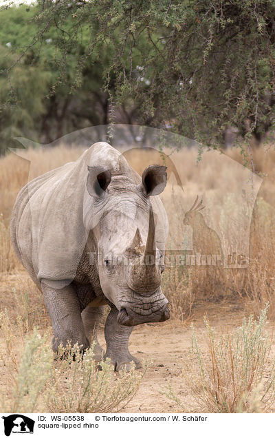 square-lipped rhino / WS-05538