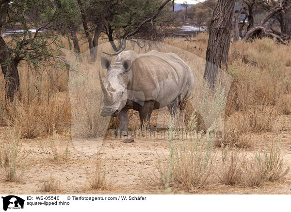 square-lipped rhino / WS-05540
