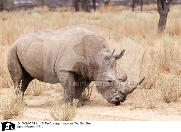 square-lipped rhino / WS-05541