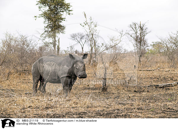 standing White Rhinoceros / MBS-21119