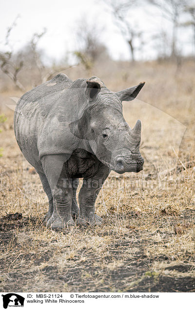walking White Rhinoceros / MBS-21124