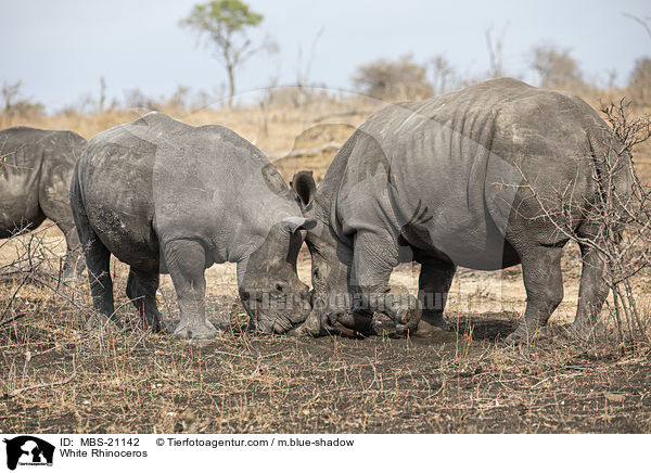 White Rhinoceros / MBS-21142