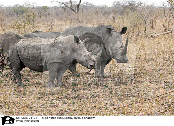 Breitmaulnashrner / White Rhinoceros / MBS-21171