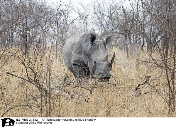 standing White Rhinoceros / MBS-21182