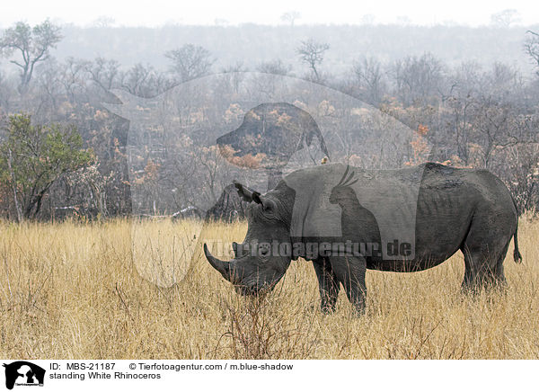 standing White Rhinoceros / MBS-21187