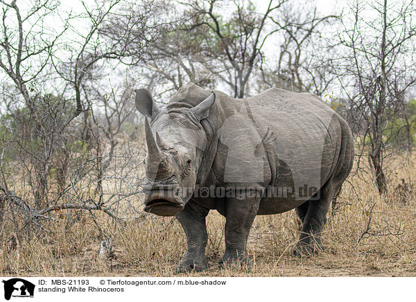 standing White Rhinoceros / MBS-21193
