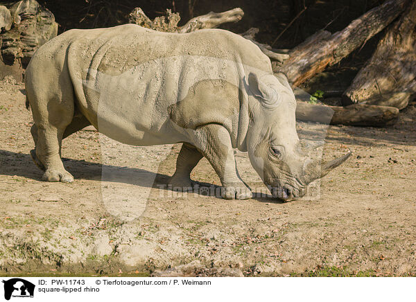 square-lipped rhino / PW-11743