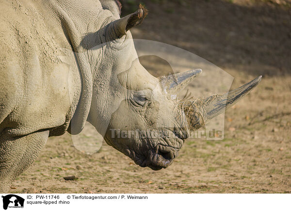 square-lipped rhino / PW-11746