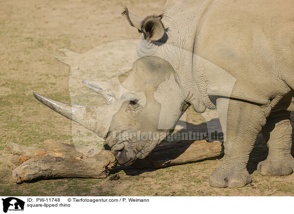 square-lipped rhino / PW-11748