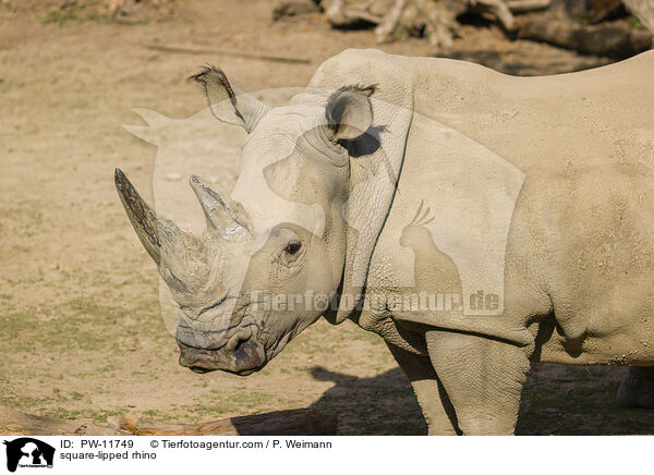 square-lipped rhino / PW-11749