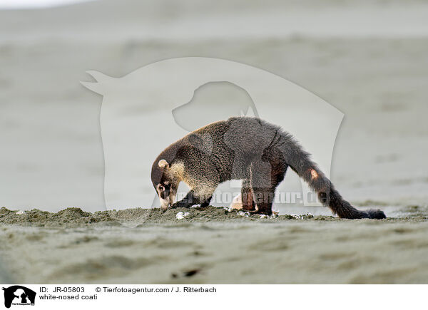 white-nosed coati / JR-05803