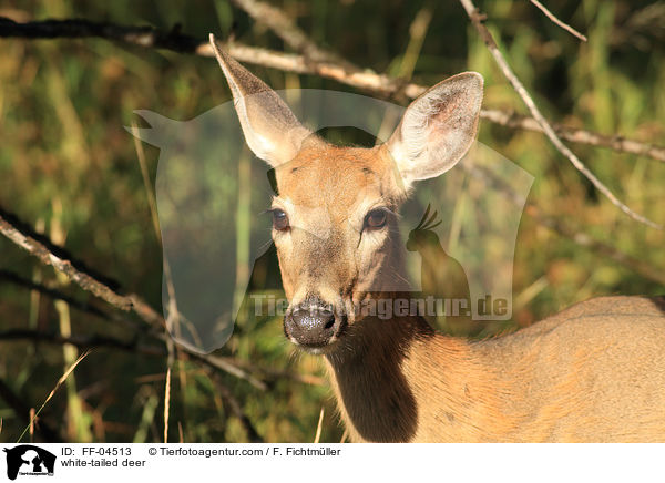 white-tailed deer / FF-04513