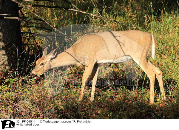 white-tailed deer / FF-04514