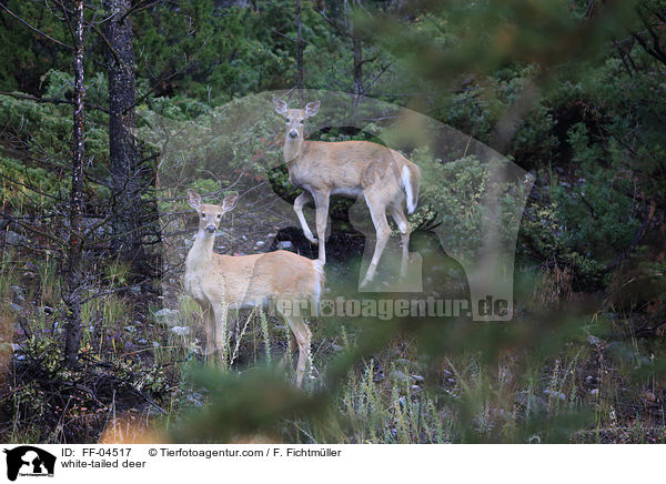 Weiwedelhirsch / white-tailed deer / FF-04517