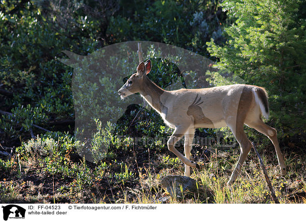 white-tailed deer / FF-04523