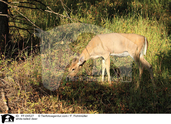 white-tailed deer / FF-04527