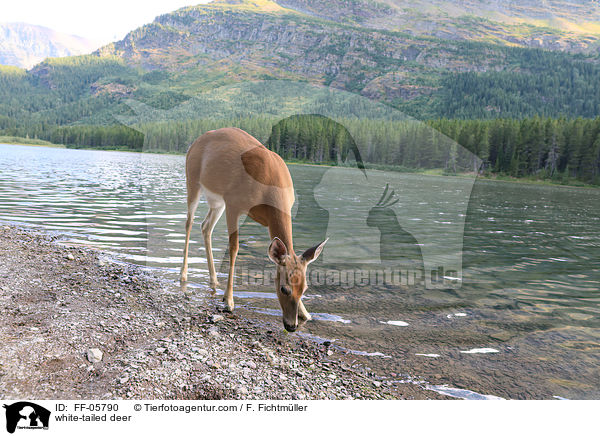 white-tailed deer / FF-05790