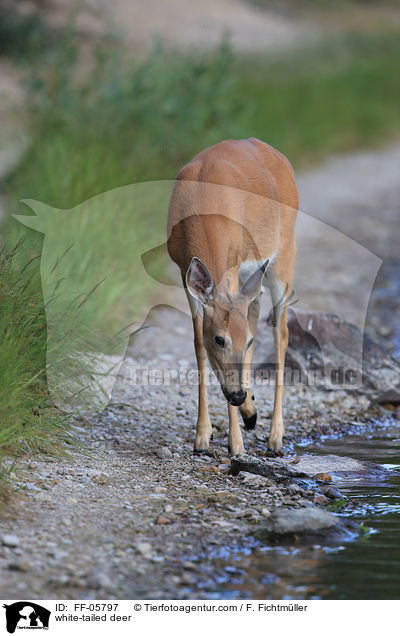 white-tailed deer / FF-05797