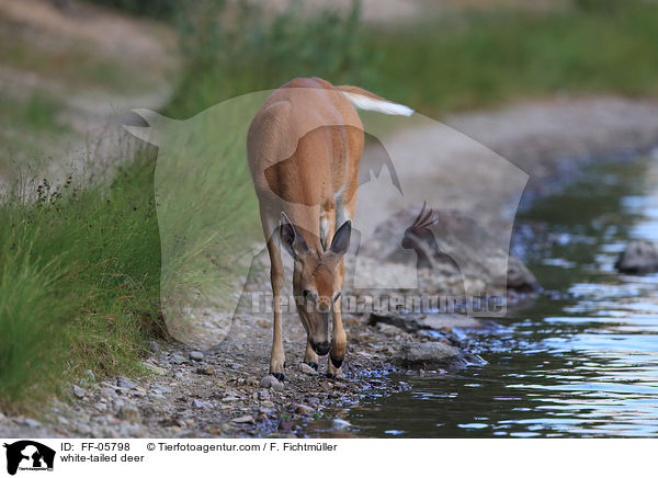 Weiwedelhirsch / white-tailed deer / FF-05798