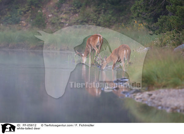 white-tailed deer / FF-05812